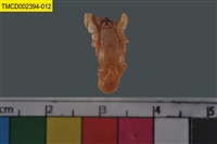 藏品(寄居蟹)的圖片